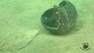 Coconut Octopus Trying To Catch a Crab!!!