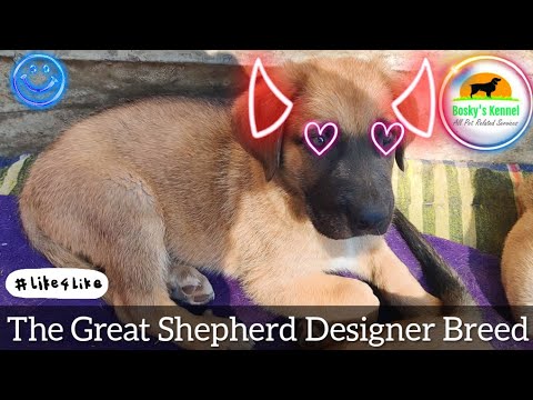 German Shepherd Great Dane Mix: Designer Breed: The Great Shepherd | Dane Shepherd | Puppies Ready