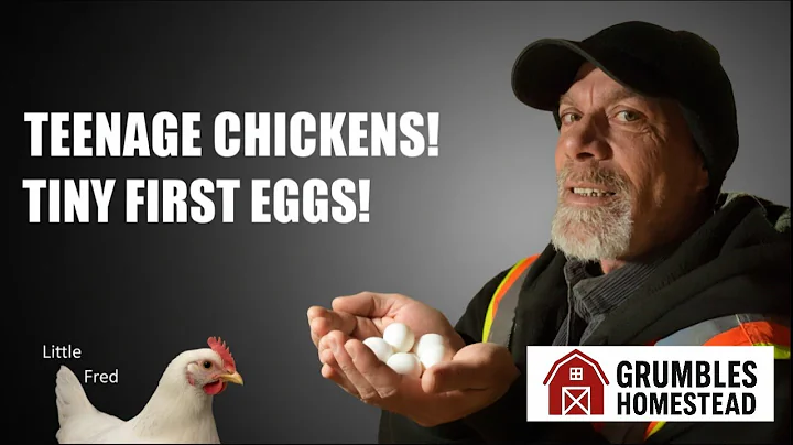 PULLETS Explained! Our “Teenage Chickens” Start Laying TINY Eggs!