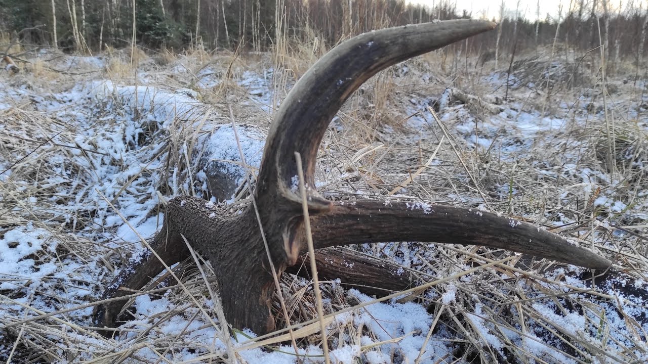 Zrzuty jelenia, mocna i ciekava tyka 3,6 kg./Red stag antler, a big and interesting one
