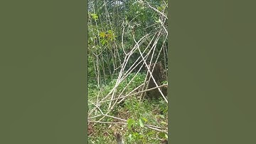 Harvesting cassava part 607 #shorts #farming #cassava #nature  #cassavaroots #cassavafarming