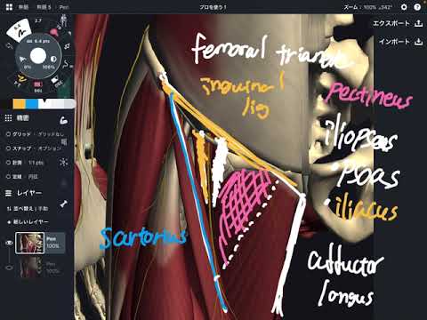 Anatomy of femoral triangle (English)