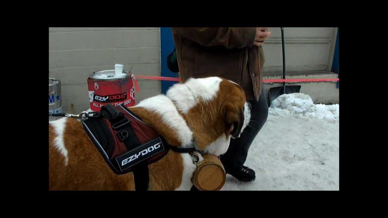 K-9 Keg Pull-Sandpoint Winter Carnival 2012.wmv - YouTube