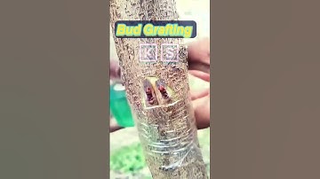 Grafting; Bud grafting #grafting#agriculture #farmer #flowers #plantation #cutting #technology#skill
