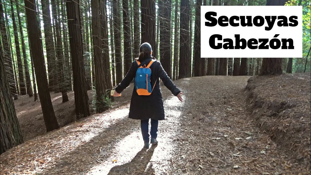 Bosque Secuoyas Cabezón de la Sal 4K: único en toda Europa | 7# Cantabria | España