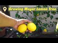 Growing Meyer Lemon Tree In Containers - Best Lemons For Lemonade