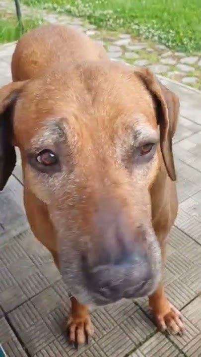 Риджик пробует кислятину🐕дайте дом отказникам🐕🐈🐶🐱🦮🐈‍⬛🐕‍🦺🐩 - YouTube