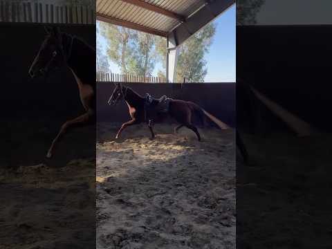 River trotting in a round pen (first time I really looked at her from the ground)