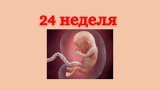 24 неделя беременности или 26 акушерская #Развитиепонеделям