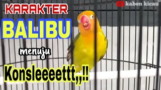 Download Lagu ciri-ciri karakter LOVEBRID BALIBU jantan menuju konslet, #mangap2 bunyi sambil merem MP3