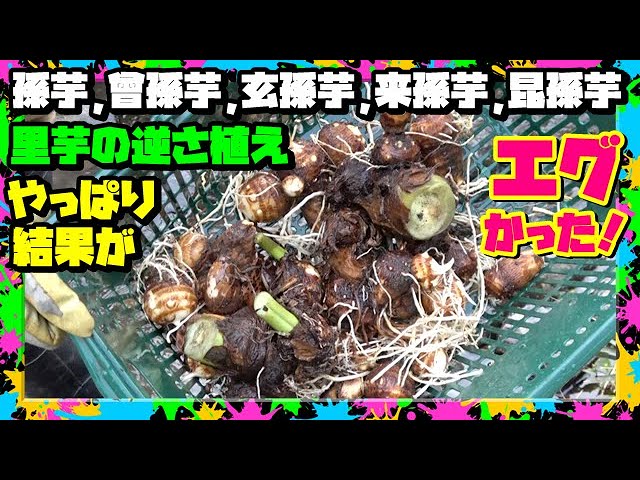 里芋※購入されないようご注意ください 里芋※購入されないようご注意ください 里芋※購入されないようご注意