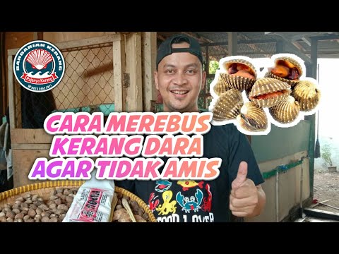 kadang kalau kita mengkonumsi kerang dara akan mengalami kesulitan waktu membukanya tapi tenang ada . 