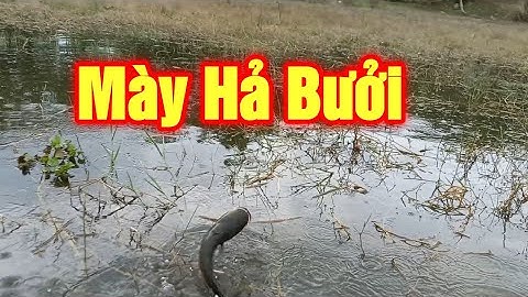 Câu Lure Cá Lóc nướng tại chỗ làm tiệc nhỏ đầu năm cùng mấy đứa bạn | Quang Hưng Vlog