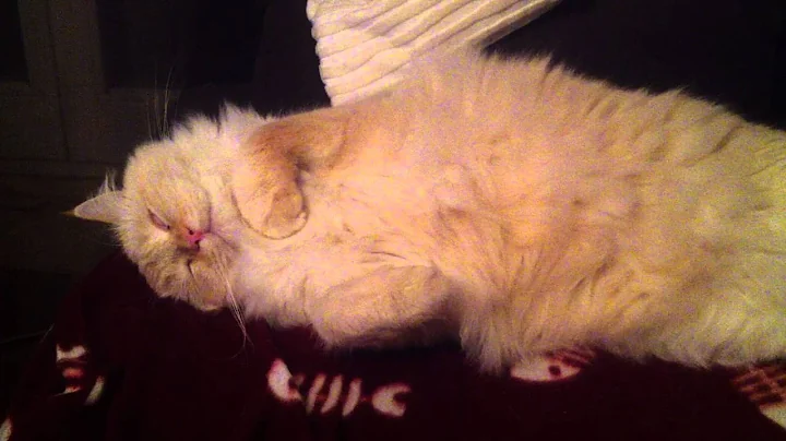 Video 4116861: persian maine coon mix