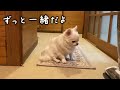 【感動】飼い主が思うよりずっと犬は家族の事を想ってくれている...パパを待つチワワのコハク