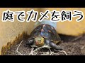 セマルハコガメを庭で飼う為の飼育設備をセッティング！