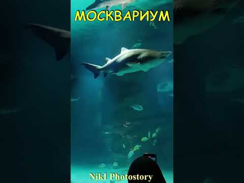 МОСКВАРИУМ ВДНХ.Океан в городе.Акулы, скаты и другие обитатели. Виртуальная Экскурсия.Часть3 #Shorts