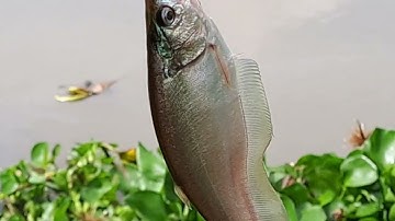 Đi câu ở Mộc Hóa mới lại trúng ổ thác lác - Tập 6