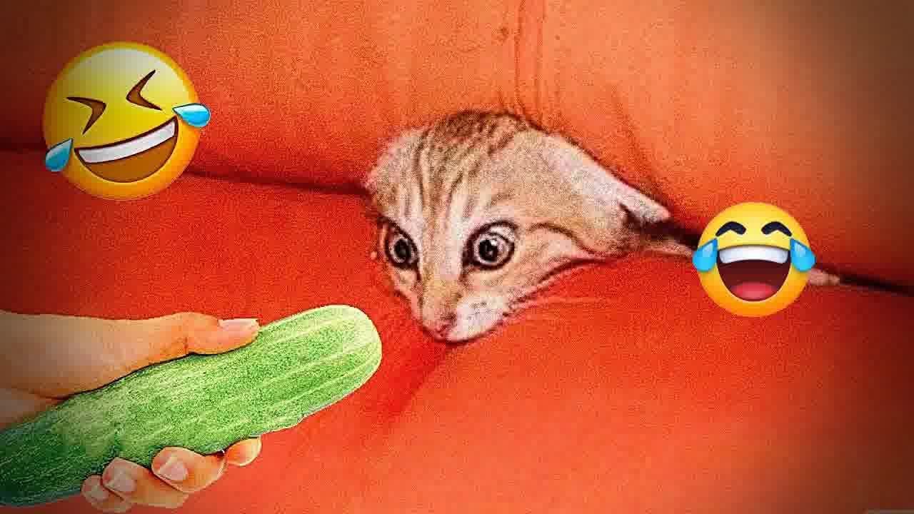 Try Not To Laugh 🤣 Funniest Dogs and Cats Clips 2026 🍣 