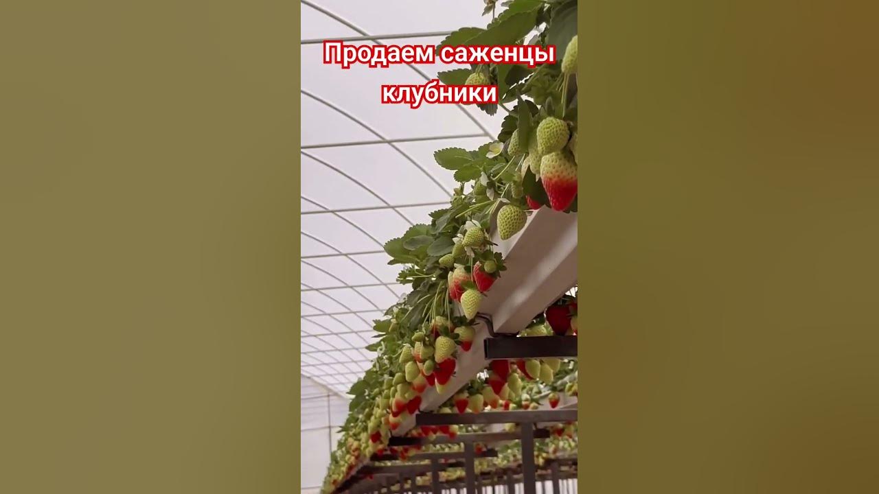 Клубника Флорида бьюти #клубника #клубникавыращивание #дача # ...