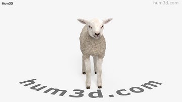 Lamb 3D model by 3DModels.org