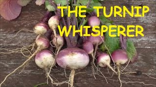 Turnips on the Plot #gardeninguk #gardening