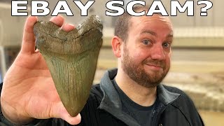 Megalodon Tooth  Real or Fake eBay Scam