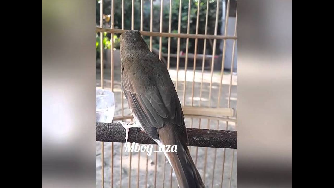 Sikatan Rimba Coklat  ( Brown-chested Jungle Flycatcher )