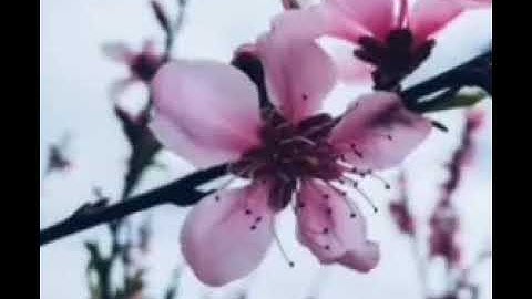 روائع الفجر تلاوة هادئة من سورة النساء ٣