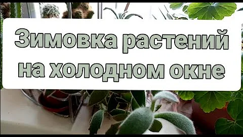Зимовка комнатных растений на холодном окне. Обзор часть 1⃣.