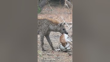 hyena vs python vs deer #python #hyena  #shorts