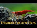 Red cherry neocaridina heteropoda prsentation et fiche dlevage