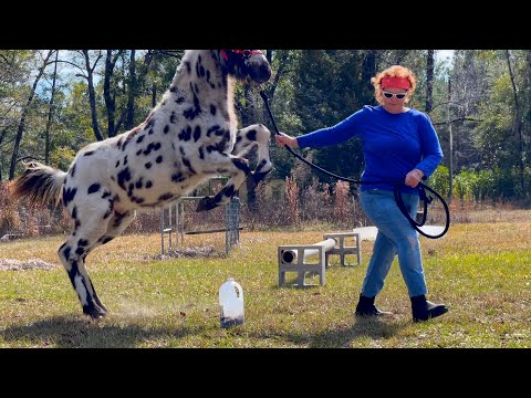 Training My Baby Appaloosa Gets Exciting!
