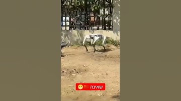 #Unitree #robots #ai #mechatronics #shalom #China #revolution #industrial #defense #tech #thanks