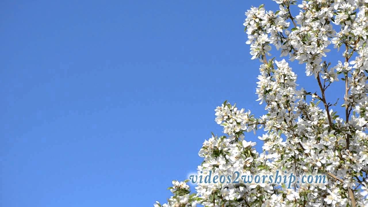 Spring Worship Moving Background Loop - YouTube