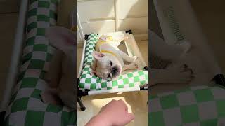 Breathable and cute puppy bed for cool, comfortable naps. #pet #cat #dog