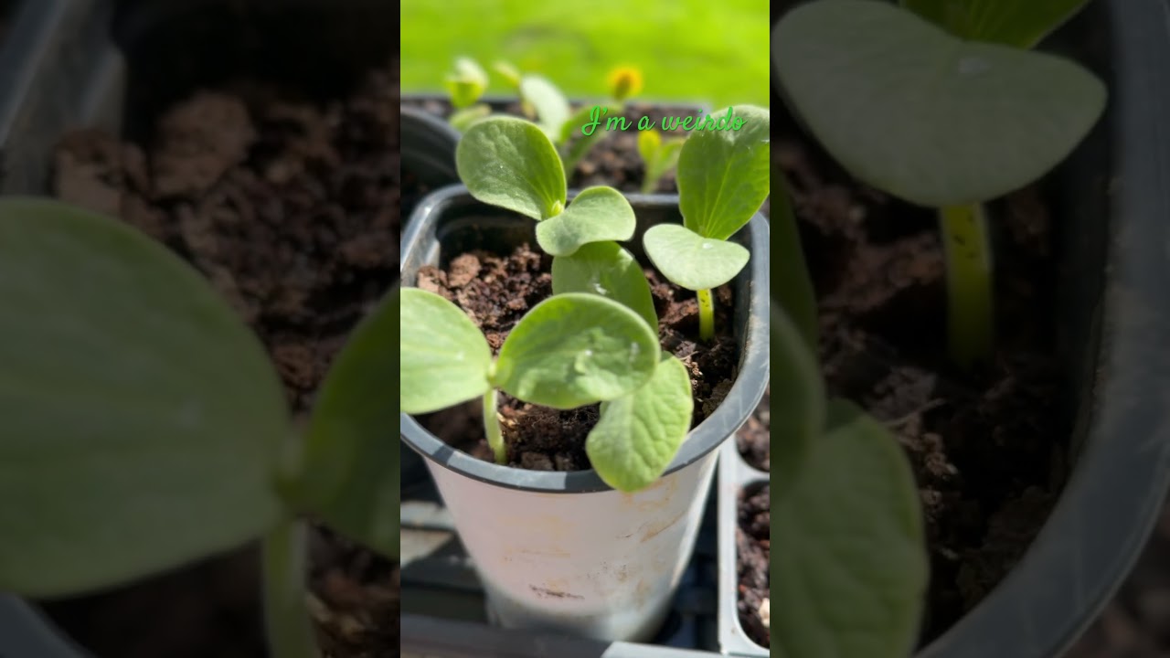 Jury is in; I’m a plant freak 