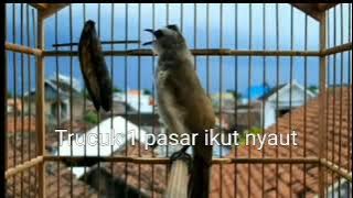 Terbaik...!!! masteran trucukan tembakan dan ropel