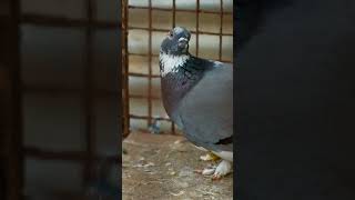 Wink #fujifilm #fujifilmxt30 #naturephotography #birds#pigeons #colours #birdwatching #piano