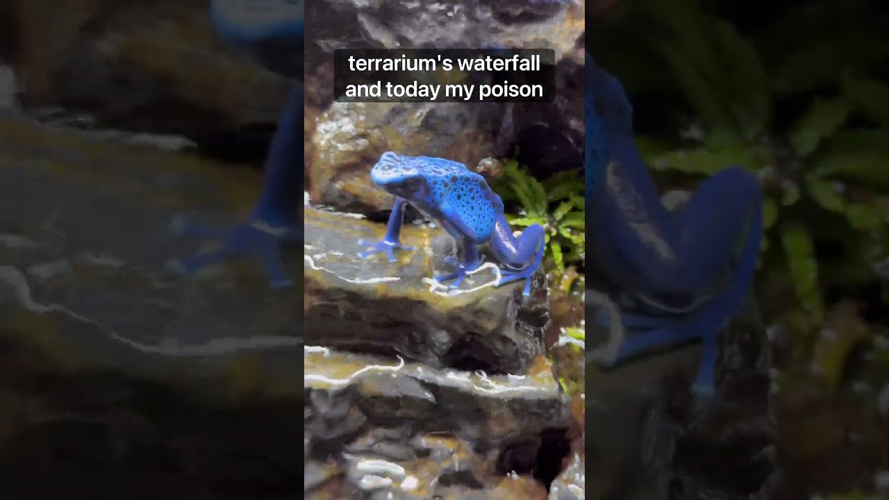 Одобрено древесной лягушкой! 