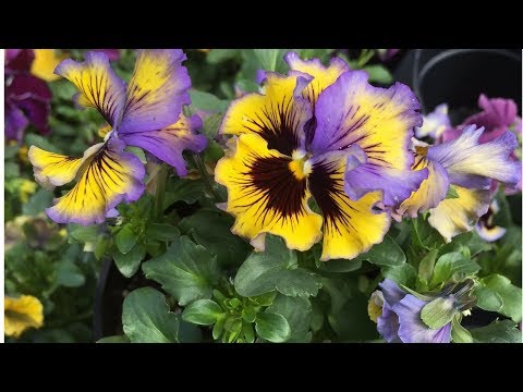 autumn-window-box-ideas