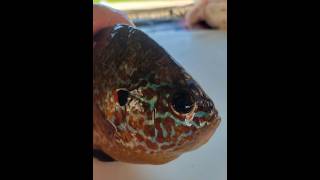 First time fishing Shawano Lake Shawano Wisconsin