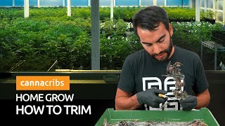 Best Practices & Tricks on Hand Trimming Cannabis at Home using Wedding Cake!