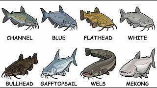Every Catfish Species Explained (and How to Catch Them)