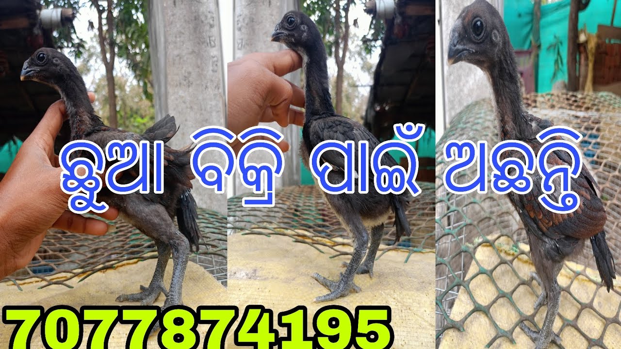 Black skin ଛୁଆ ବିକ୍ରି ପାଇଁ ଅଛନ୍ତି #youtube #vlog 