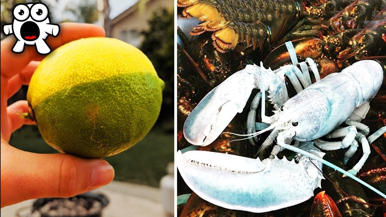 Очень Редкие Явления и Животные