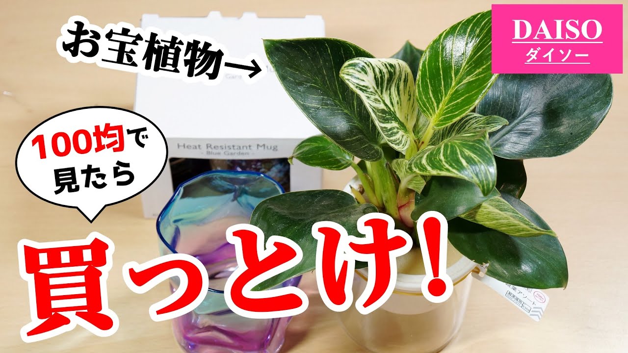 100均観葉植物に”高級品”が紛れ込んでいる件【フィロデンドロン・バーキン】