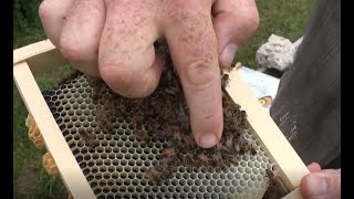 Checking Mating Nucs - That Bee Man