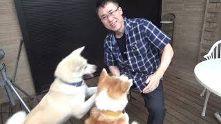 【ブルべ】秋田犬の首輪の色を決めた理由を説明します【イエベ】