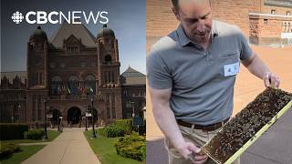 Why honeybees are now living in Ontario's legislature